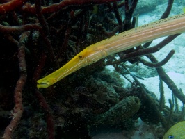Trumpetfish IMG 5661